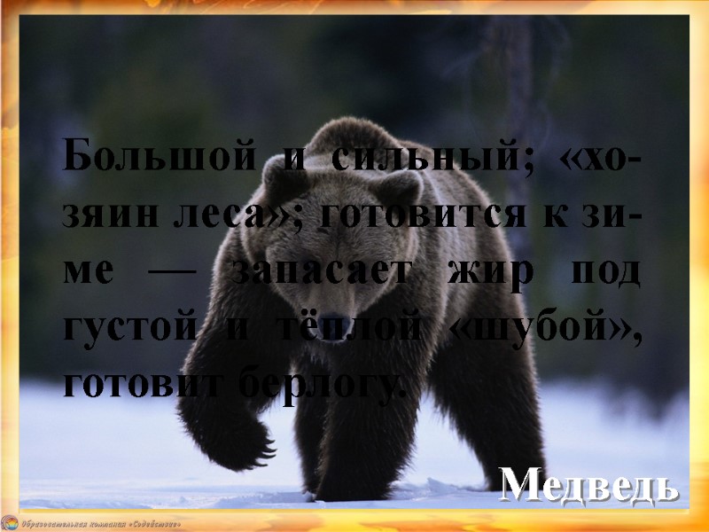 Медведь Большой и сильный; «хо-зяин леса»; готовится к зи-ме — запасает жир под густой